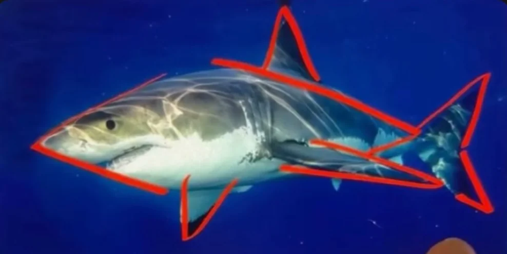 Tubarão branco com os triângulos da silhueta traçados em vermelho sobre nadadeiras, cauda e focinho